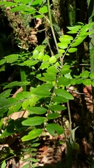 Phyllanthus moramangicus