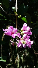 Medinilla