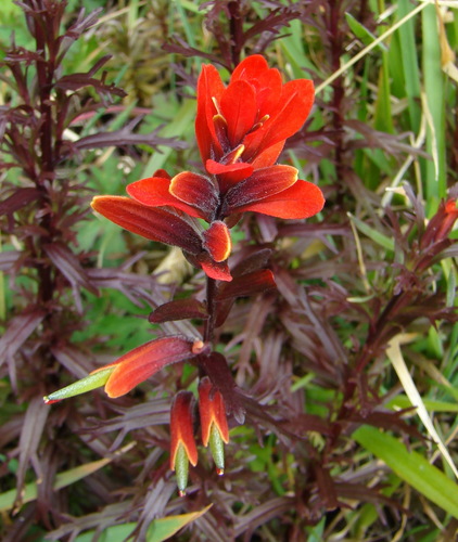 Castilleja irasuensis