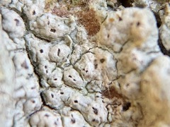 Pertusaria pustulata