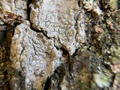 Pertusaria pustulata