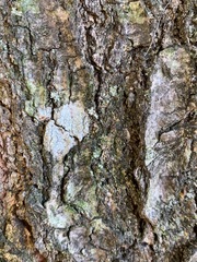 Pertusaria pustulata