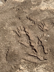Myocastor coypus