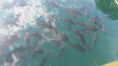 Barbonymus schwanefeldii