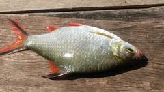 Barbonymus schwanefeldii