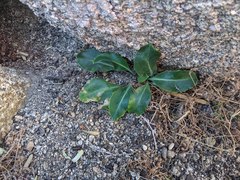 Streptanthus campestris