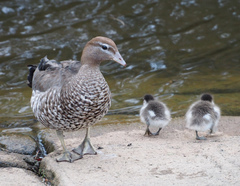 Maned Duck photo 4
