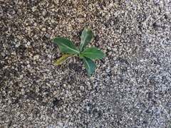 Streptanthus campestris