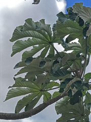 Cecropia distachya
