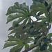 Cecropia polystachya - Photo (c) Sune Holt, some rights reserved (CC BY-NC), uploaded by Sune Holt