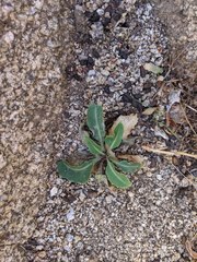 Streptanthus campestris