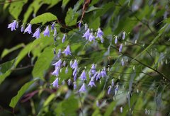 Adenophora remotiflora
