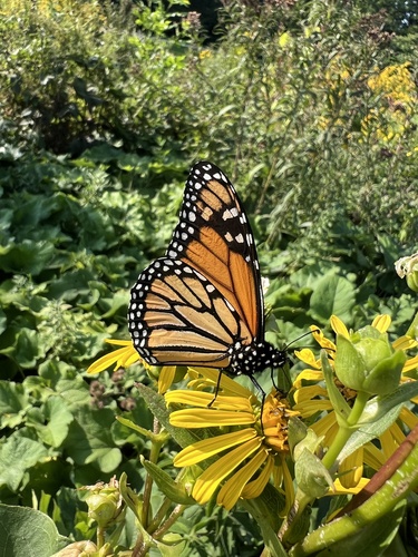Monarch Butterfly