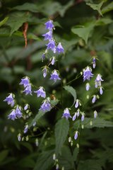 Adenophora remotiflora