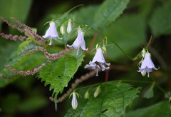 Adenophora remotiflora