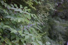 Adenophora remotiflora