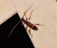 Coptocercus biguttatus