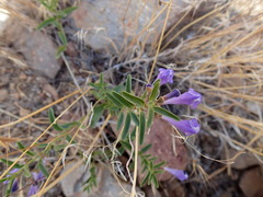 Scutellaria angustifolia