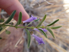 Scutellaria angustifolia