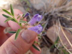 Scutellaria angustifolia