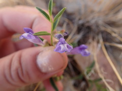 Scutellaria angustifolia