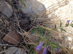 Scutellaria angustifolia