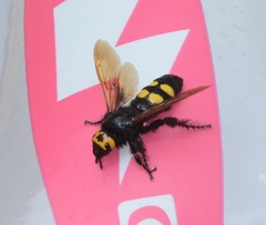 Megascolia maculata flavifrons