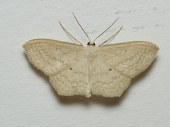 Scopula perlata
