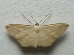 Scopula perlata