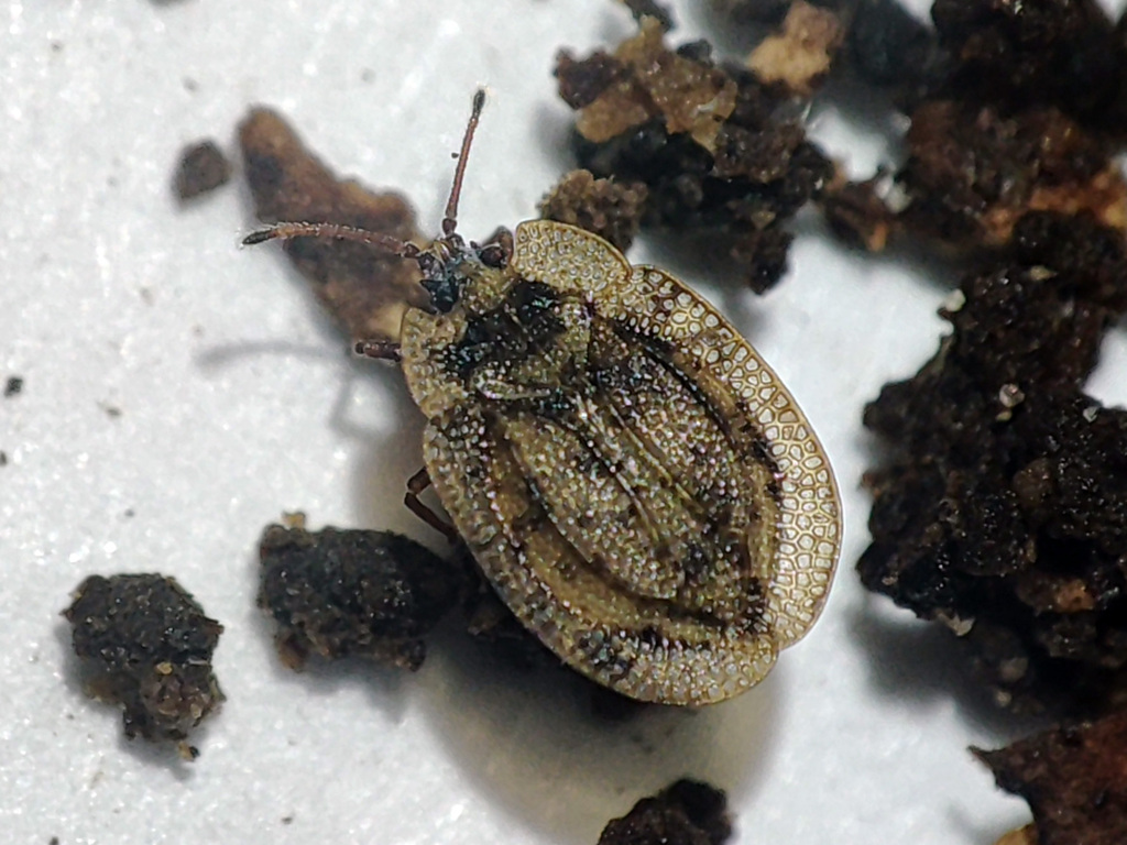 Acalypta musci