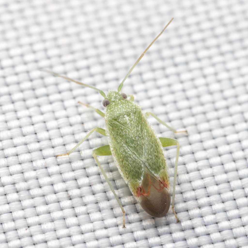 Parthenicus rufivenosus