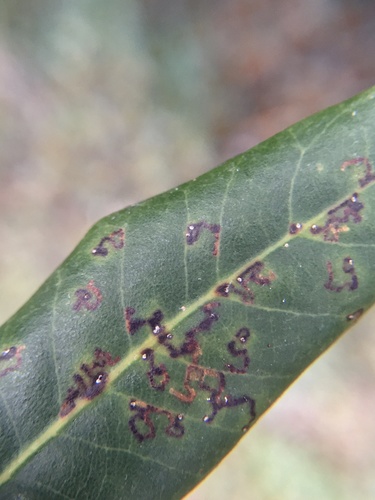 New Holm-Oak Pigmy