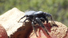 Phidippus octopunctatus