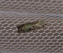 Heteromicta tripartitella