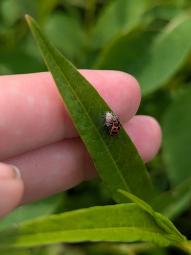 Ladybird Parasitoid Wasp photo 5