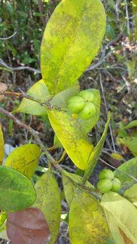 Anthostema madagascariense image