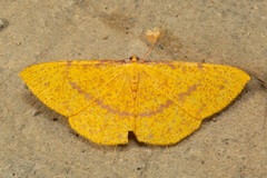 Eumelea rosalia
