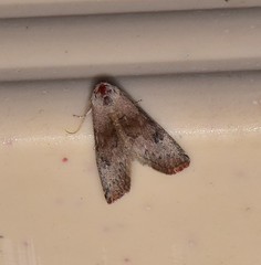 Mataeomera mesotaenia