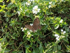 Junonia hedonia