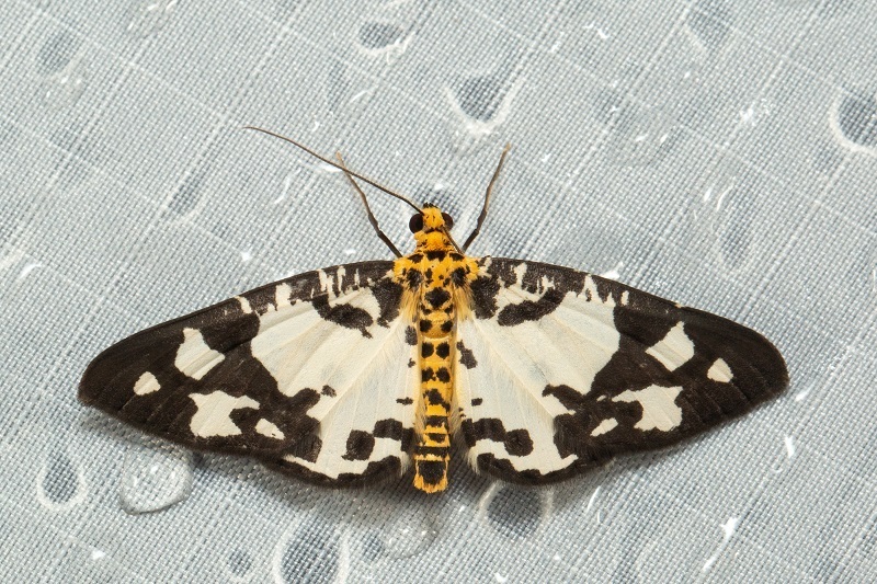 Ozola apparata