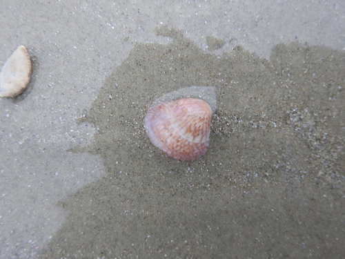 Anomalocardia flexuosa