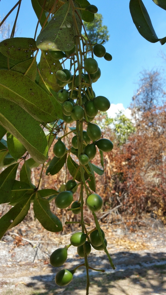 Burasaia madagascariensis