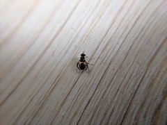 Bactrocera frauenfeldi