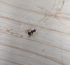 Bactrocera frauenfeldi