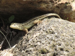 Sceloporus albiventris