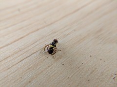 Bactrocera frauenfeldi