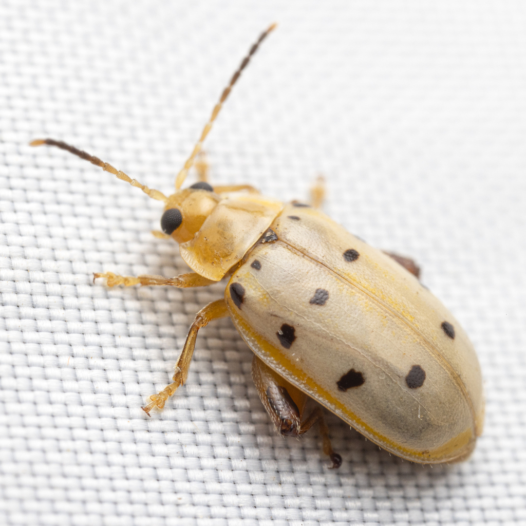Walterianella durangoensis