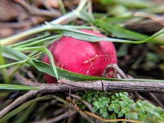 Oecophylla smaragdina