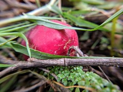 Oecophylla smaragdina