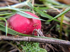 Oecophylla smaragdina